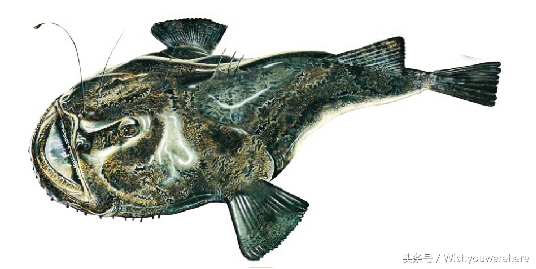 海鲜指南挪威,挪威美食海鲜大餐