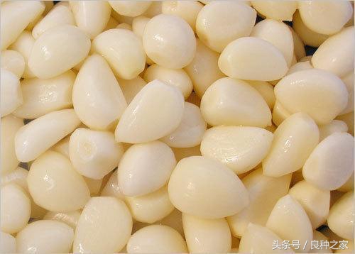 餐桌上常见的本土作物是什么,10种常见的粮食作物