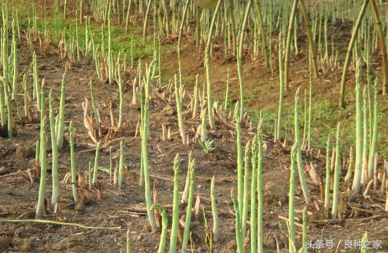 餐桌上常见的本土作物是什么,10种常见的粮食作物