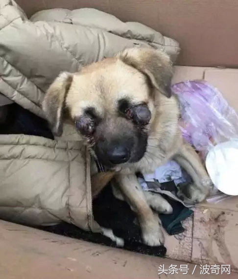 閲戞瘺绗煎瓙閲岀殑娉拌开,閲戞瘺鍜岀憻鐟熷彂鎶栫殑娉拌开