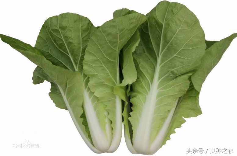 餐桌上常见的本土作物是什么,10种常见的粮食作物