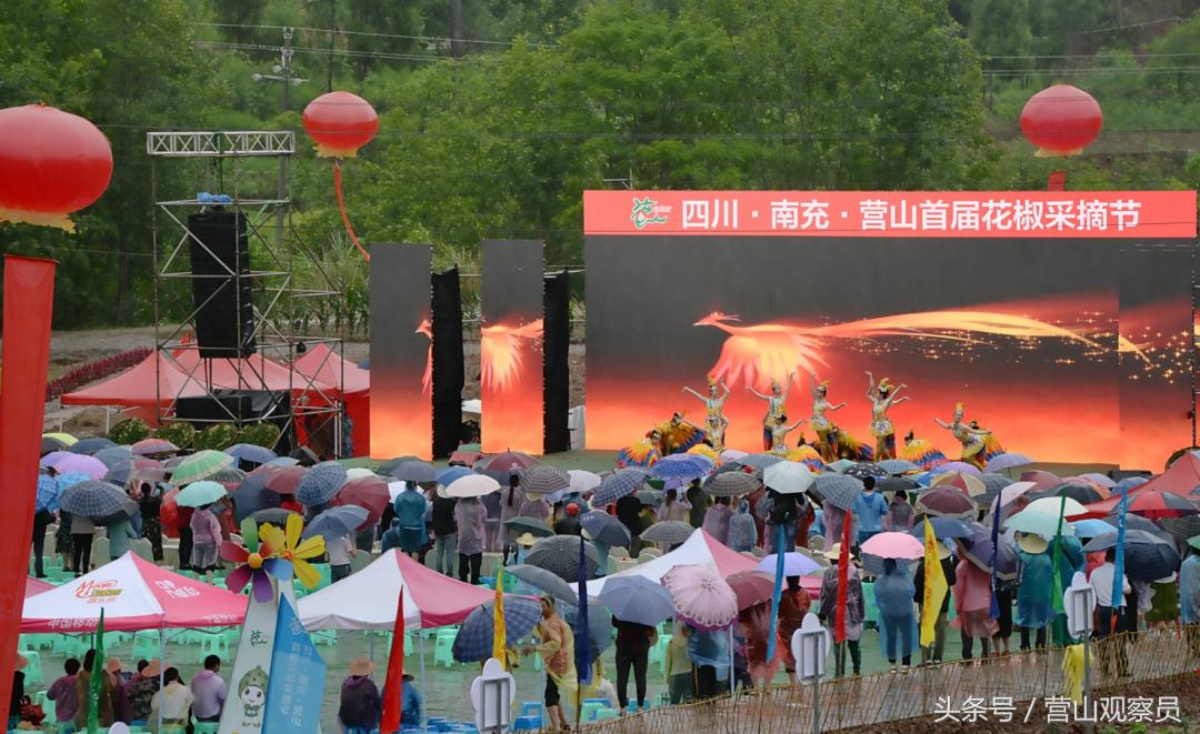 营山县老林镇众鑫泰花椒采摘,营山花椒产业园