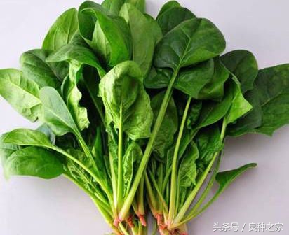 餐桌上常见的本土作物是什么,10种常见的粮食作物