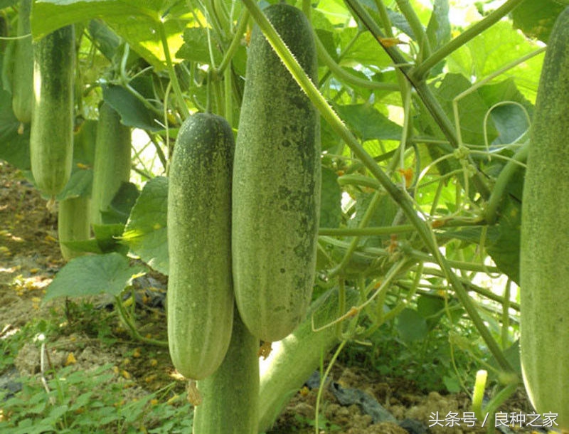 餐桌上常见的本土作物是什么,10种常见的粮食作物