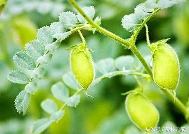 餐桌上常见的本土作物是什么,10种常见的粮食作物