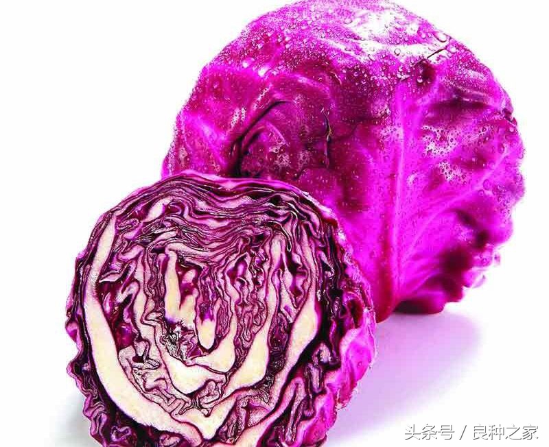 餐桌上常见的本土作物是什么,10种常见的粮食作物