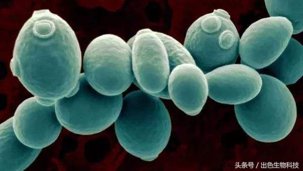 酵母活肤精华是什么牌子,活肤酵母精华