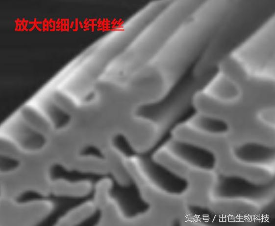 酵母活肤精华是什么牌子,活肤酵母精华