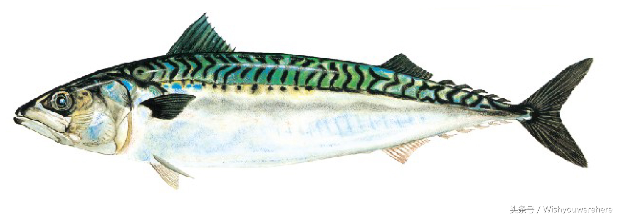 海鲜指南挪威,挪威美食海鲜大餐