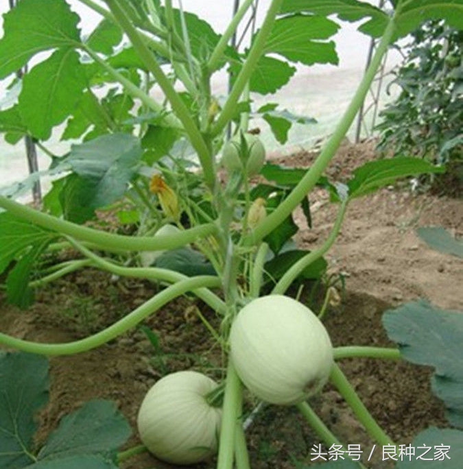 餐桌上常见的本土作物是什么,10种常见的粮食作物