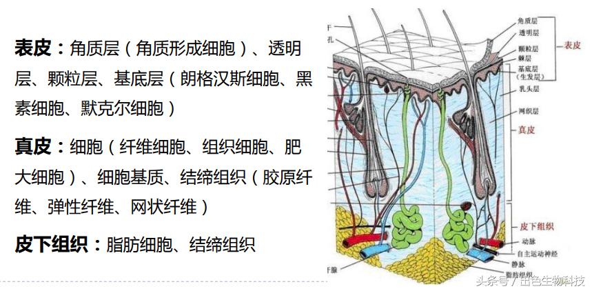 酵母活肤精华是什么牌子,活肤酵母精华