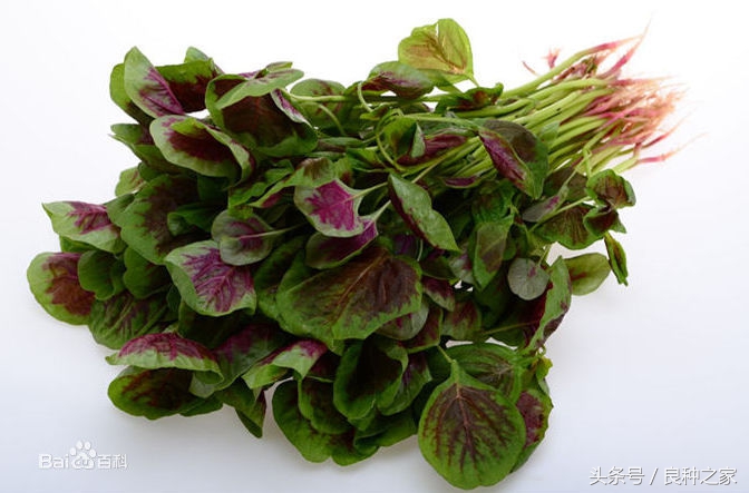 餐桌上常见的本土作物是什么,10种常见的粮食作物