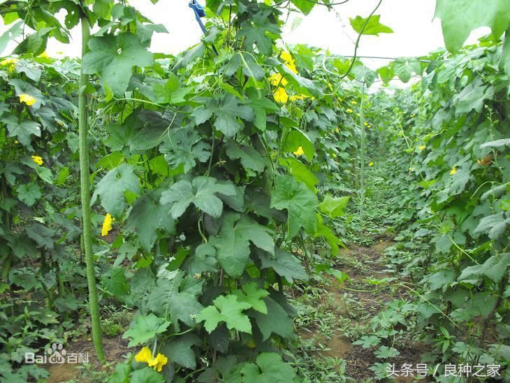 餐桌上常见的本土作物是什么,10种常见的粮食作物