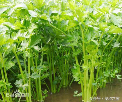 餐桌上常见的本土作物是什么,10种常见的粮食作物