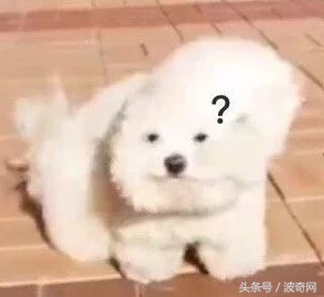 大风天要不要带娃出门,大风天带比熊出门