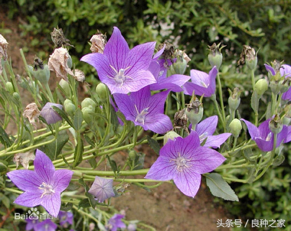 餐桌上常见的本土作物是什么,10种常见的粮食作物