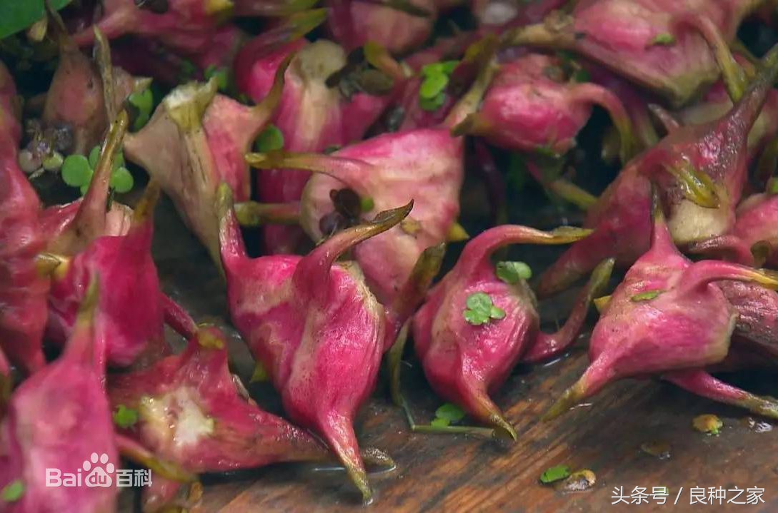 餐桌上常见的本土作物是什么,10种常见的粮食作物