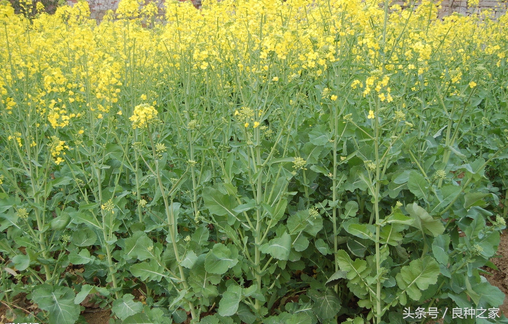 餐桌上常见的本土作物是什么,10种常见的粮食作物