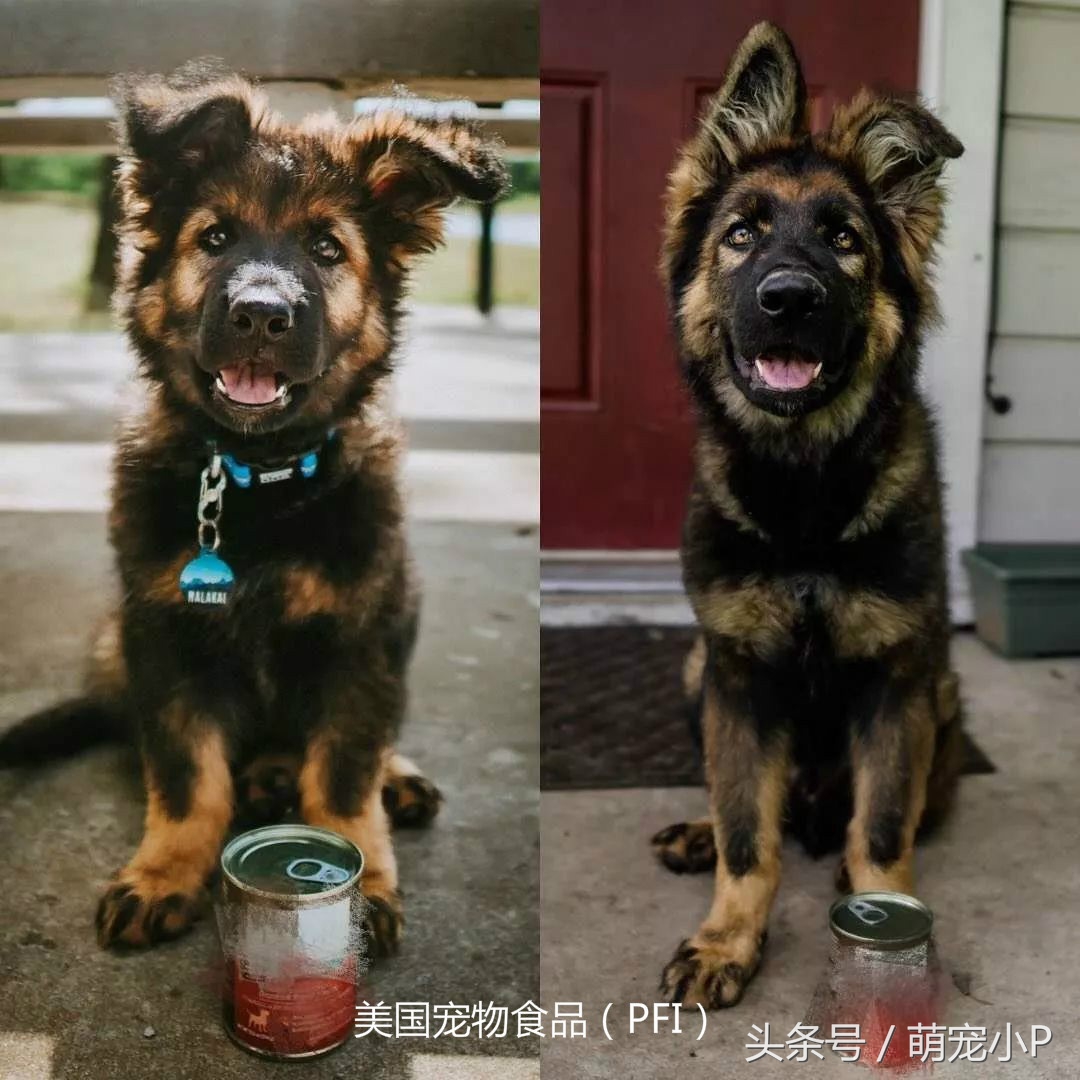 网红狗粮价格表,网红推荐的狗粮