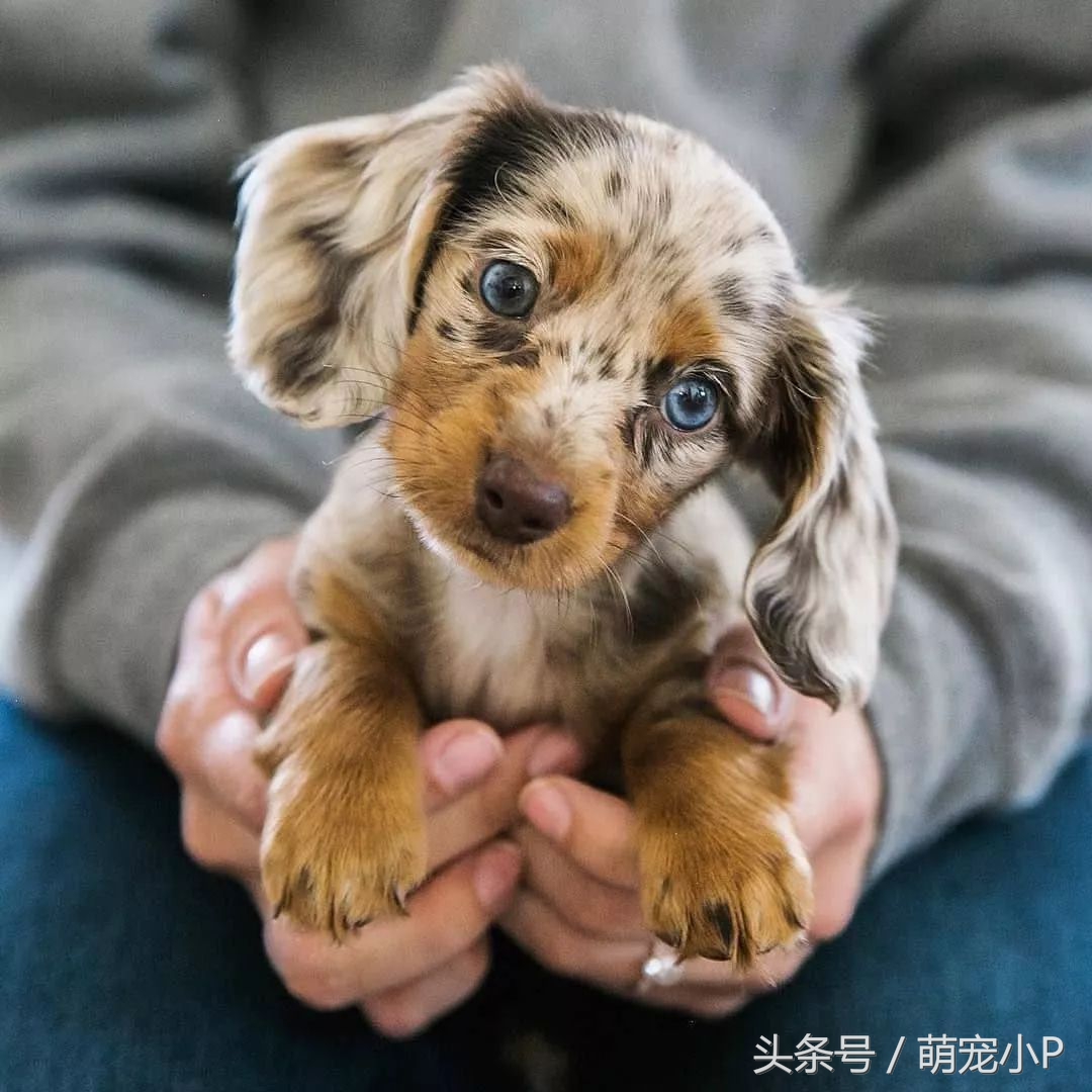 狗狗突然绝食精神不好什么原因,狗狗突然暴瘦不吃东西没精神