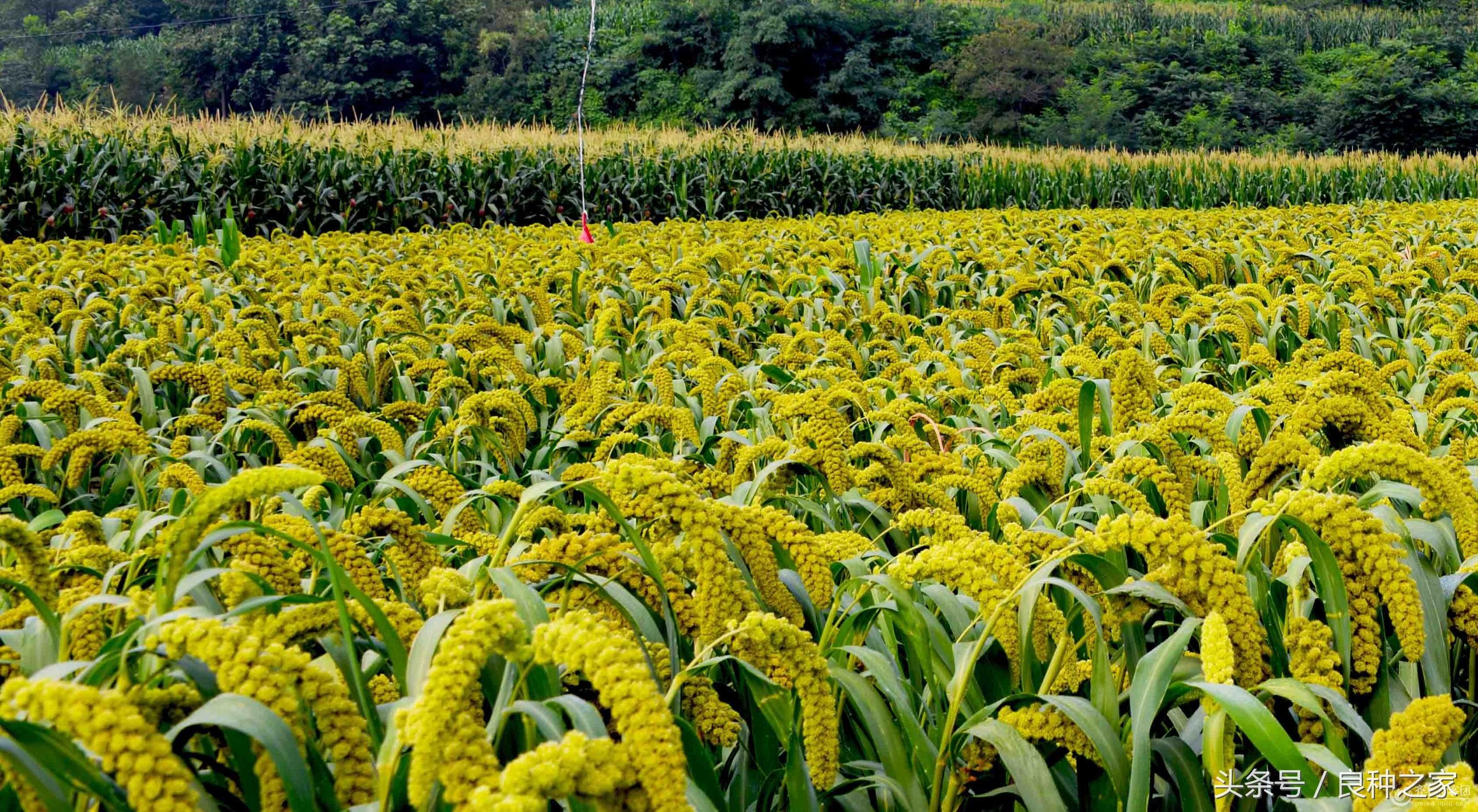 餐桌上常见的本土作物是什么,10种常见的粮食作物