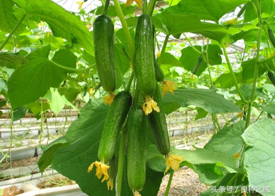 餐桌上常见的本土作物是什么,10种常见的粮食作物
