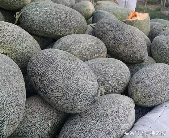 餐桌上常见的本土作物是什么,10种常见的粮食作物