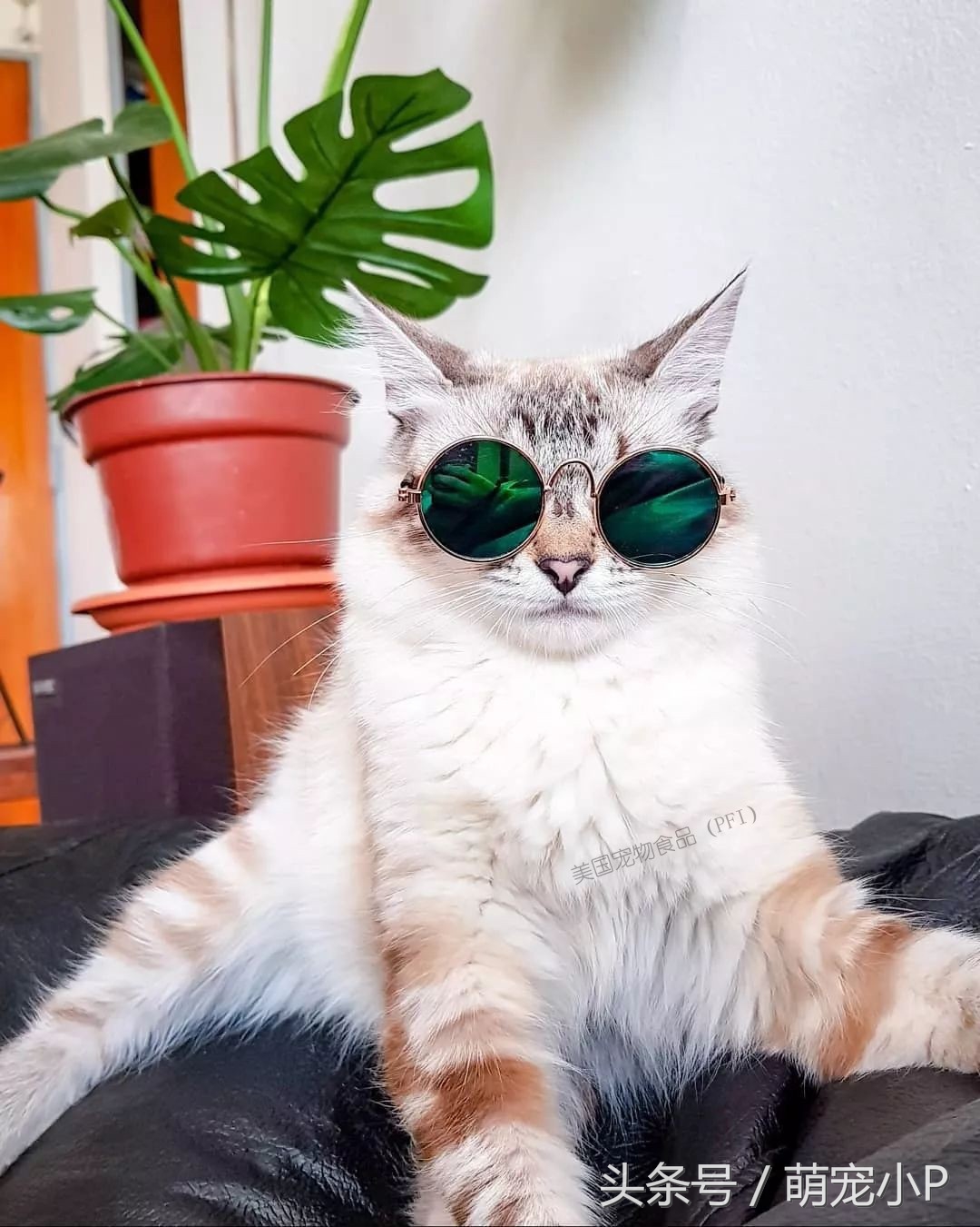 关于猫主子的冷知识和方法,猫主子的护理方法