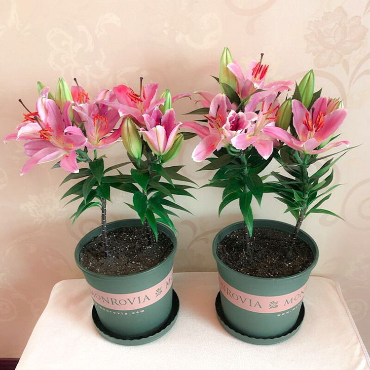 屋里烟味大养什么植物,家里最忌讳养的植物