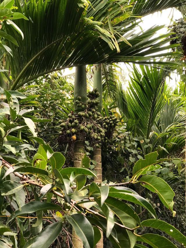 一名歌手因嚼槟榔去世,因口腔癌去世的歌手