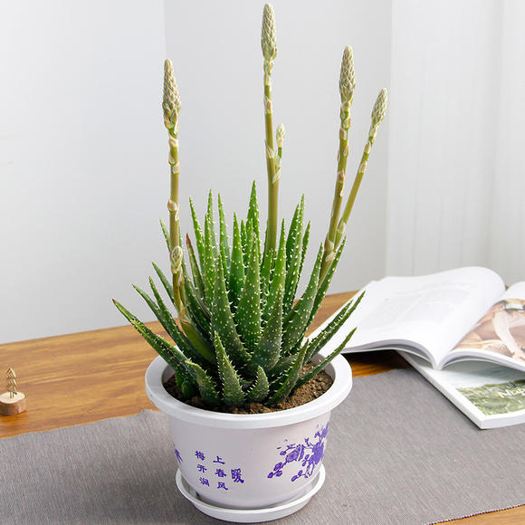 9种“健康花”，能吃能泡茶，客厅养一盆，清洁空气，吉利大气