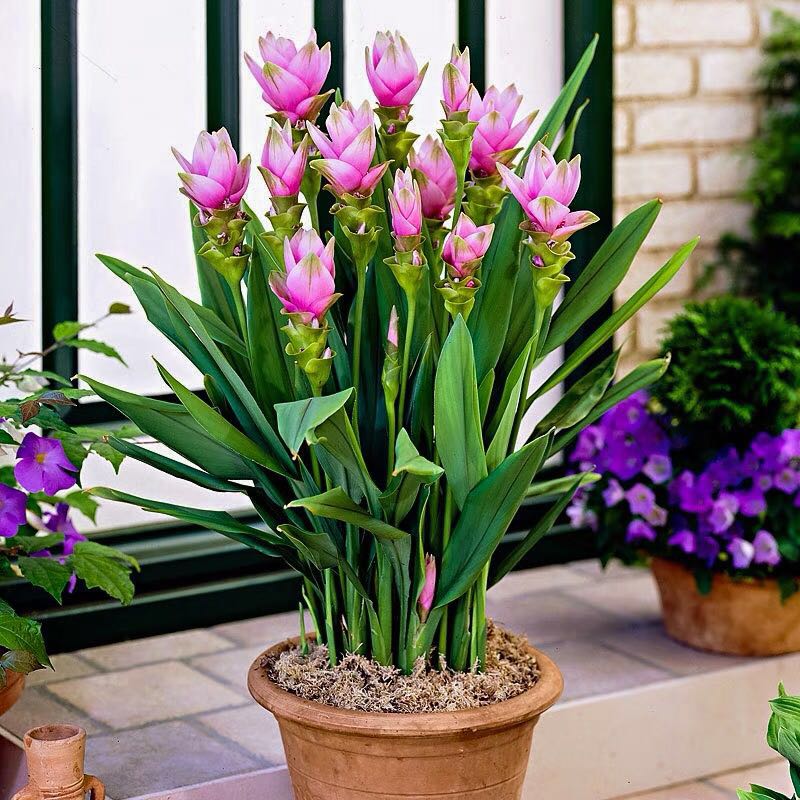 家里养姜荷花有什么禁忌,姜荷花盆栽的花期多久