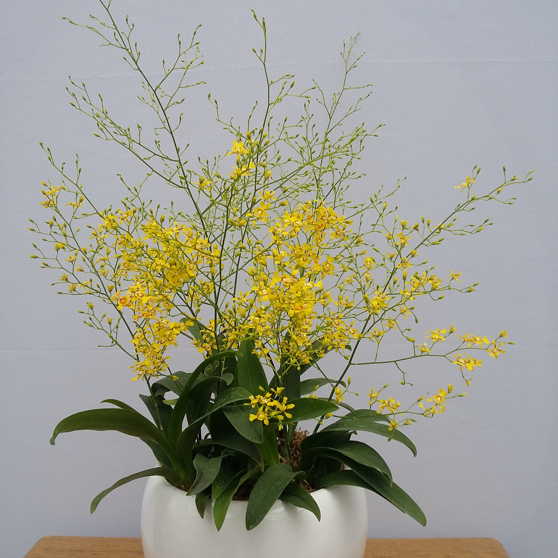 富贵大气的十种花,马上要开花的富贵花