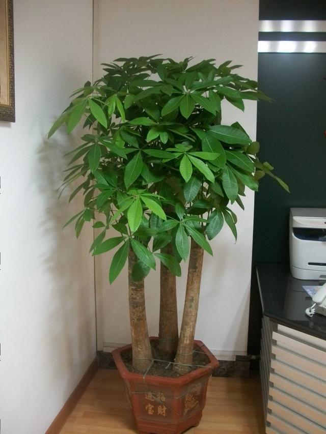 常见的绿植一开花全是好兆头,各种绿植开花代表着什么