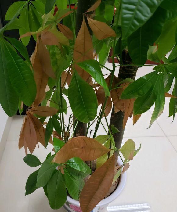 家里养哪五种开的旺宅花,什么花放客厅最旺宅