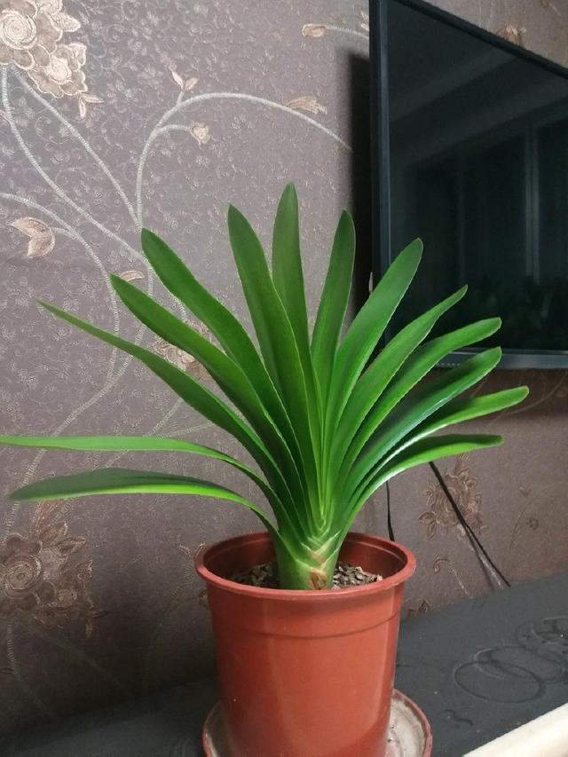 家庭养君子兰的正确方法和技巧,怎样养好君子兰才能长得快