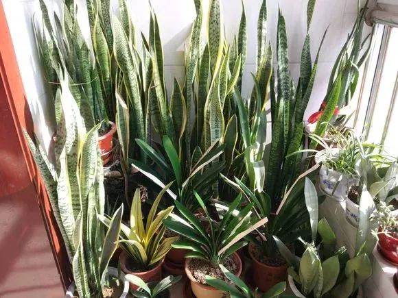 有哪些花不怕晒又耐寒,冬天最耐寒不怕冻的花