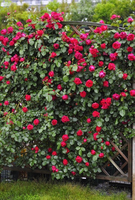 家里种了一颗爬墙花,家里种爬藤蔷薇好吗