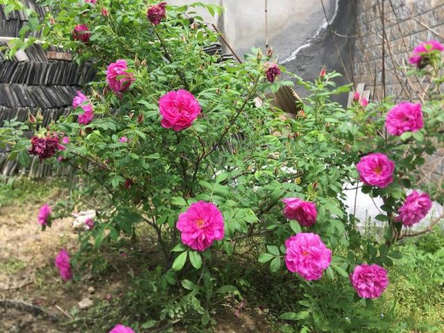 5种“女人花”，随便养一种，能养女人心，摘花泡茶，养颜健康