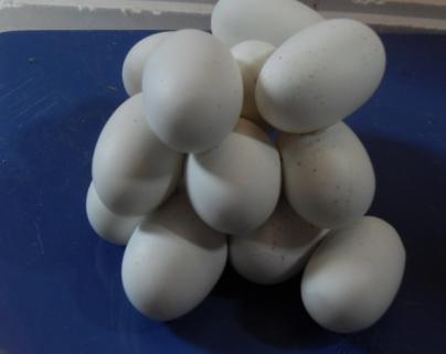 毒蛇经常出没的地方,广西蛇频繁出没