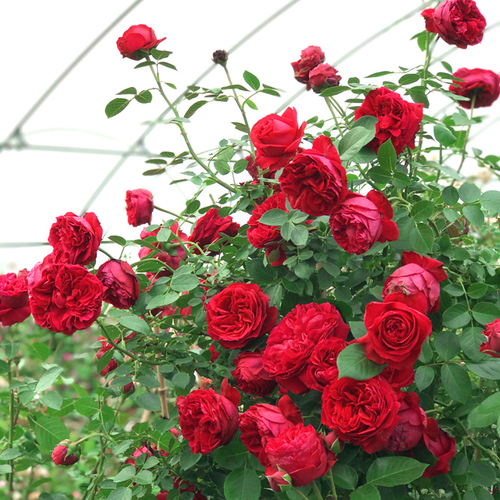 家里种了一颗爬墙花,家里种爬藤蔷薇好吗