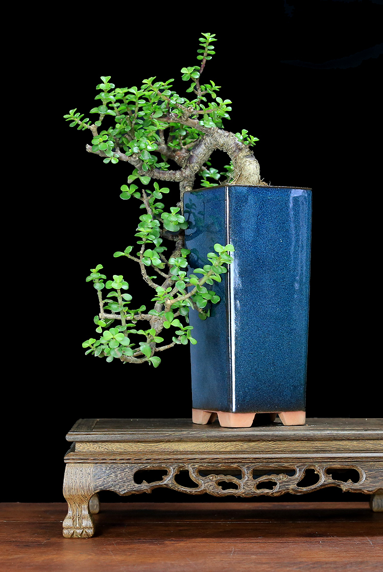 富贵花哪种最好养,4种富贵花华丽大气