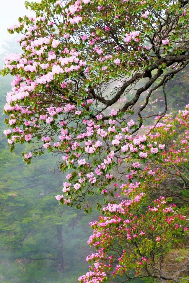 6种“昂贵花”,花钱不值得,纵使“美如仙”,十有八九养不活