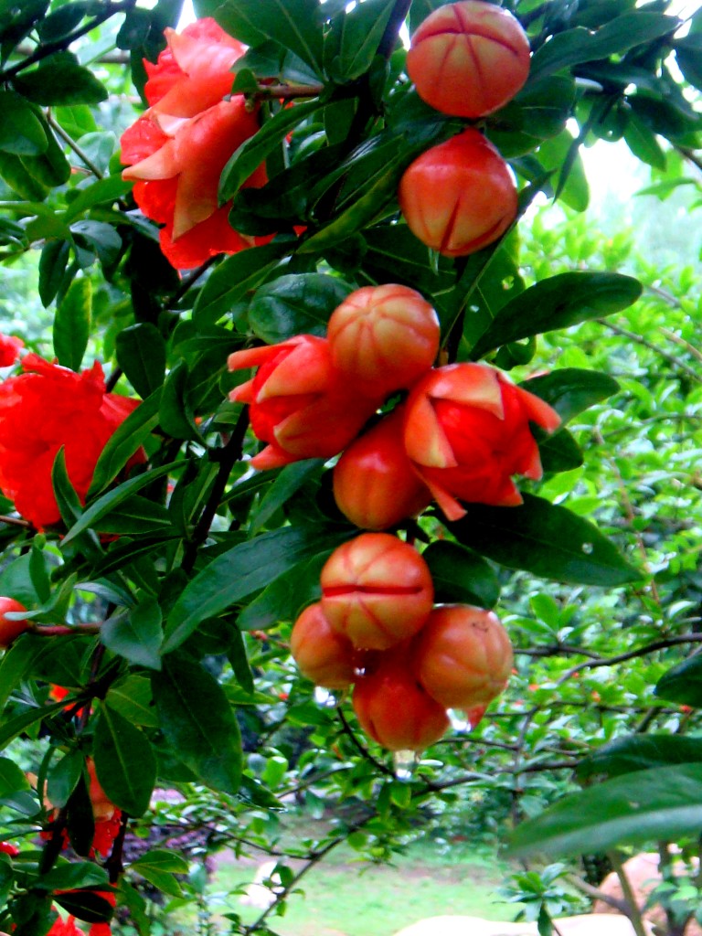 家里种什么树招财旺财最好,为什么家里忌讳种招财树