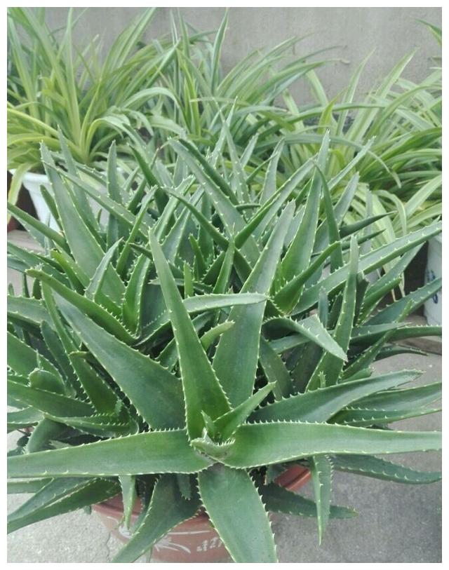 芦荟怎么养才能开花很美,家庭养芦荟最好的方法