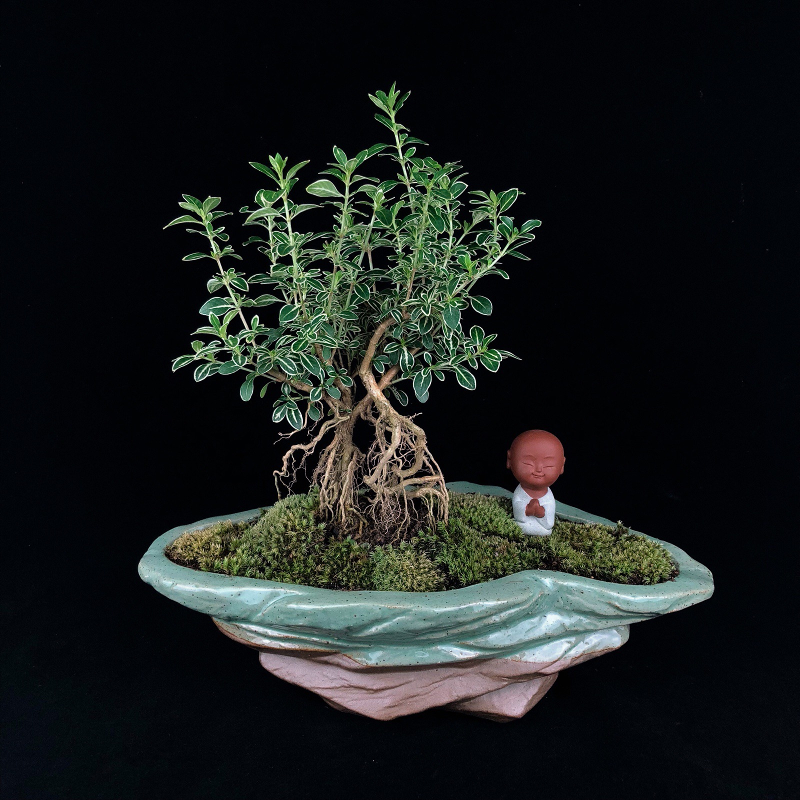 客厅放大一点点的盆景松树好吗,客厅最好养的小盆景