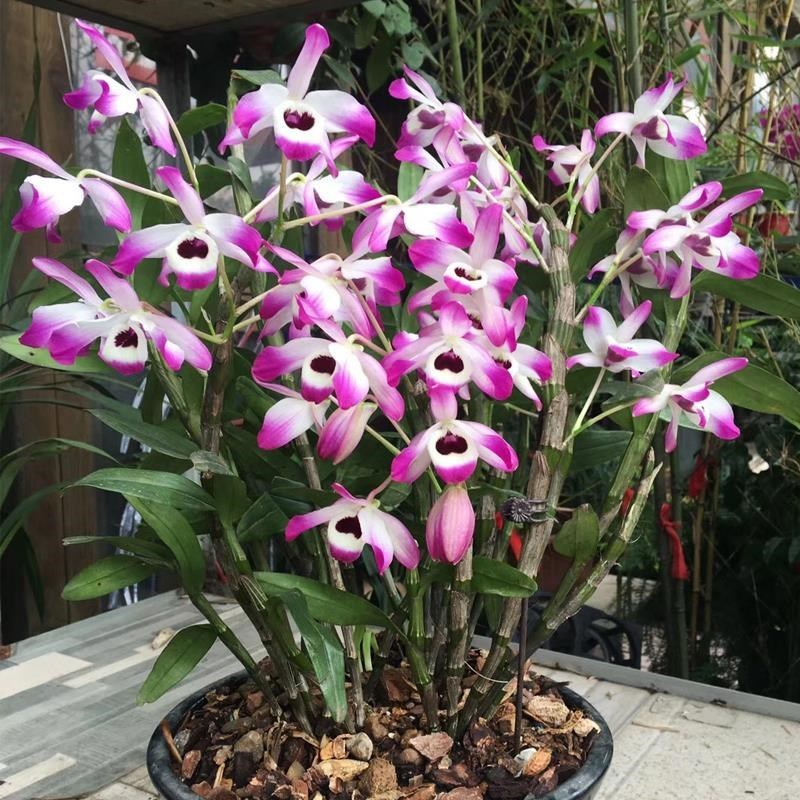 5种自带毒性的花最好别养在家里,七种不宜买的花