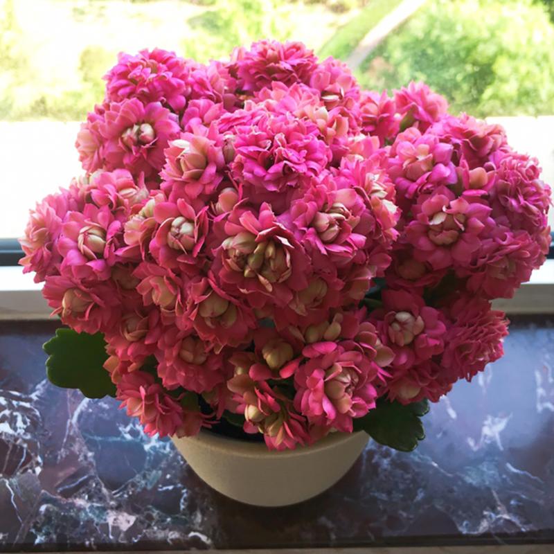 8种懒人花,爬墙爆花懒人月季