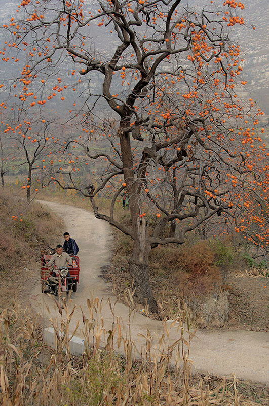 家里种什么树招财旺财最好,为什么家里忌讳种招财树