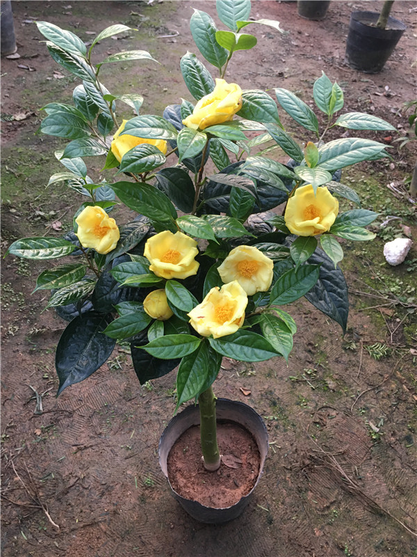 6种“昂贵花”,花钱不值得,纵使“美如仙”,十有八九养不活